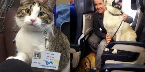 เมื่อสายการบินยอมแหกกฎช่วย ให้น้องหมาน้องแมวขึ้นเครื่องได้กรณีพิเศษ น่ารักมากๆ!